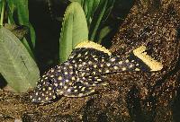 Golden Nugget Pleco, L085,