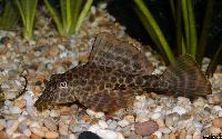 Glyptoperichthys gibbiceps