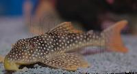 Scobiancistrus aureatus