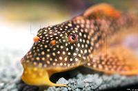 Scobiancistrus aureatus