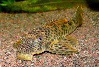 Ancistomus feldbergae