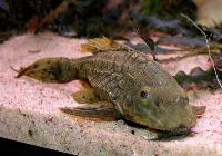 Pseudorinelepis genibarbis