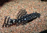 Pseudacanthicus sp. 'L065'