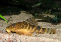 Panaqolus maccus
