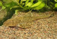 Hemiloricaria parva