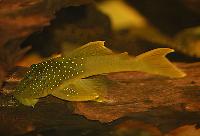 Hemiancistrus subviridis