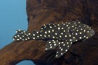 Baryancistrus sp. 'L142', 'LDA33'