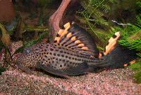 Leporacanthicus triactis