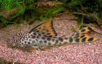 Hemiancistrus sabaji