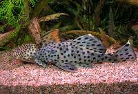 Leporancistrus joselimai