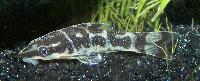 Otocinclus cocama
