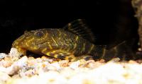Panaqolus maccus