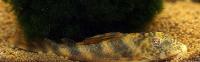 Guyanaancistrus guahiborum