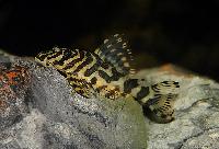 Peckoltia sp. 'L134'