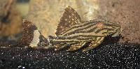 Panaque nigrolineatus