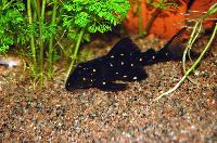 Panaqolus albomaculatus