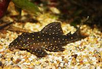 Panaqolus albomaculatus