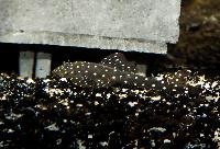 Pseudolithoxus antrax