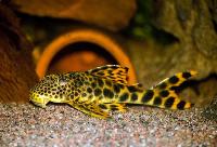 Hemiancistrus sabaji