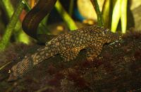 Ancistrus sp. 'L089'