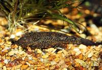 Ancistrus sp. 'L089'