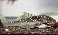 Hermiancistrus sp. 'L128'