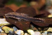 Hisonotus leucofrenatus