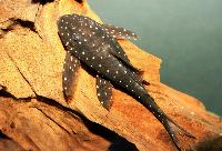 Panaqolus sp. 'L426'