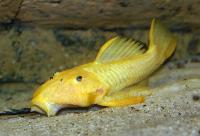 Pseudancistrus sp. 'L056'
