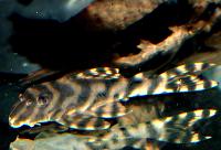 Ancistomus sp. 'L243'