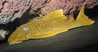 Hemiancistrus subviridis