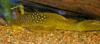 Hemiancistrus subviridis