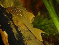 Hemiancistrus subviridis