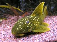 Hemiancistrus subviridis
