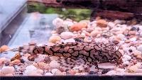 Ancistrus sp. 'L519'