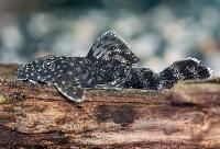 Ancistrus