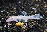 Ancistrus sp. 'snow white' 