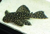 Leporacanthicus sp. 'L240'