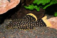 Baryancistrus sp. 'L177'