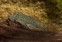 Chaetostoma lineopunctata
