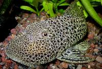 Chaetostoma milesi