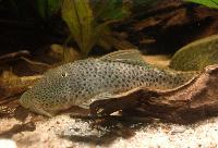 Chaetostoma sp. 'Villavicencio I'