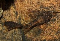 Dragonslöj ancistrus