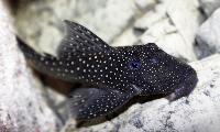 Hemiancistrus sp. 'L128'