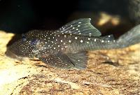 Hemiancistrus sp. 'L128'