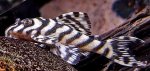 Hypancistrus sp. 'L173b'
