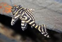 Hypancistrus debilittera