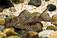 Hypancistrus sp. 'L066'