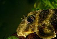 Hypancistrus furunculus