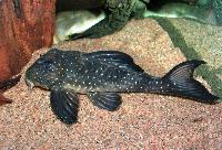 Hypancistrus inspector